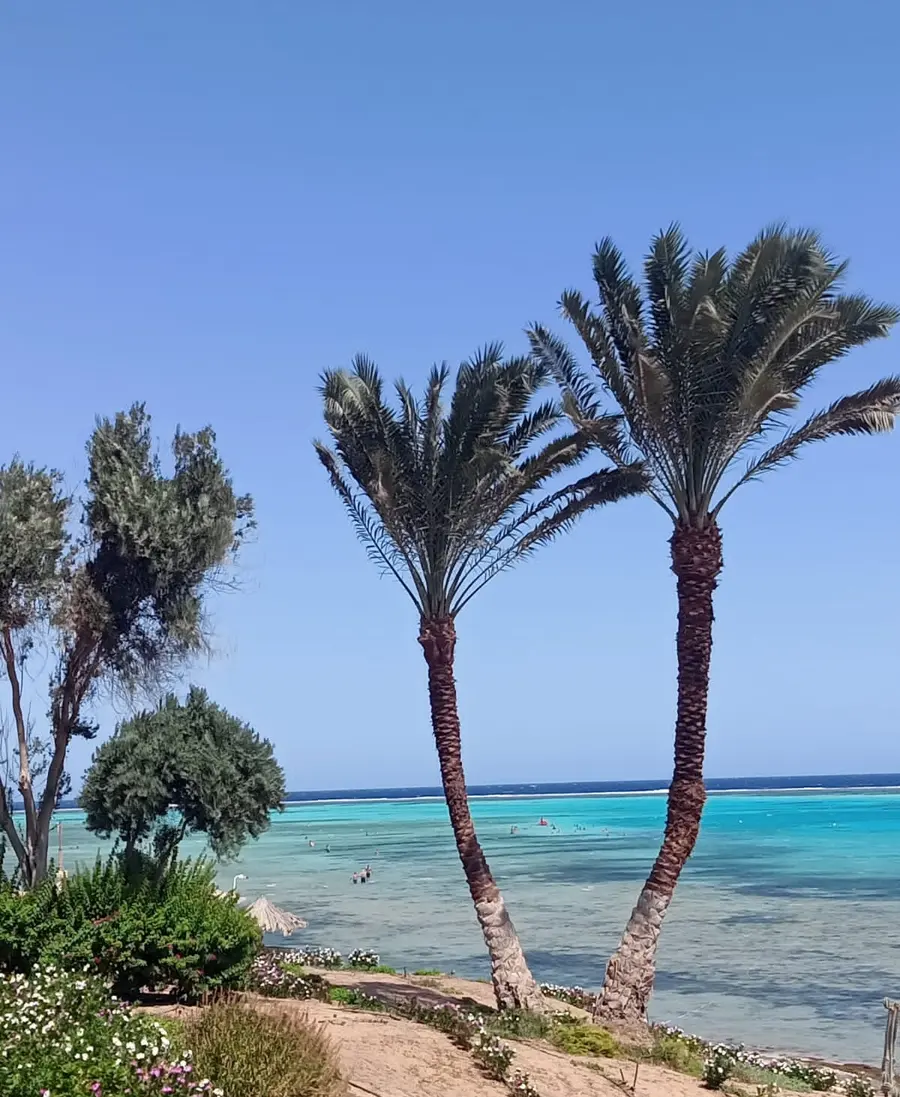 Two palm trees against the turquoise sea at Marsa Alam, Red Sea